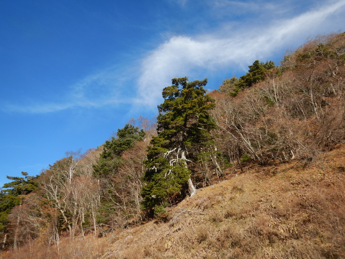 f:id:koxtupesama:20211123171616j:plain