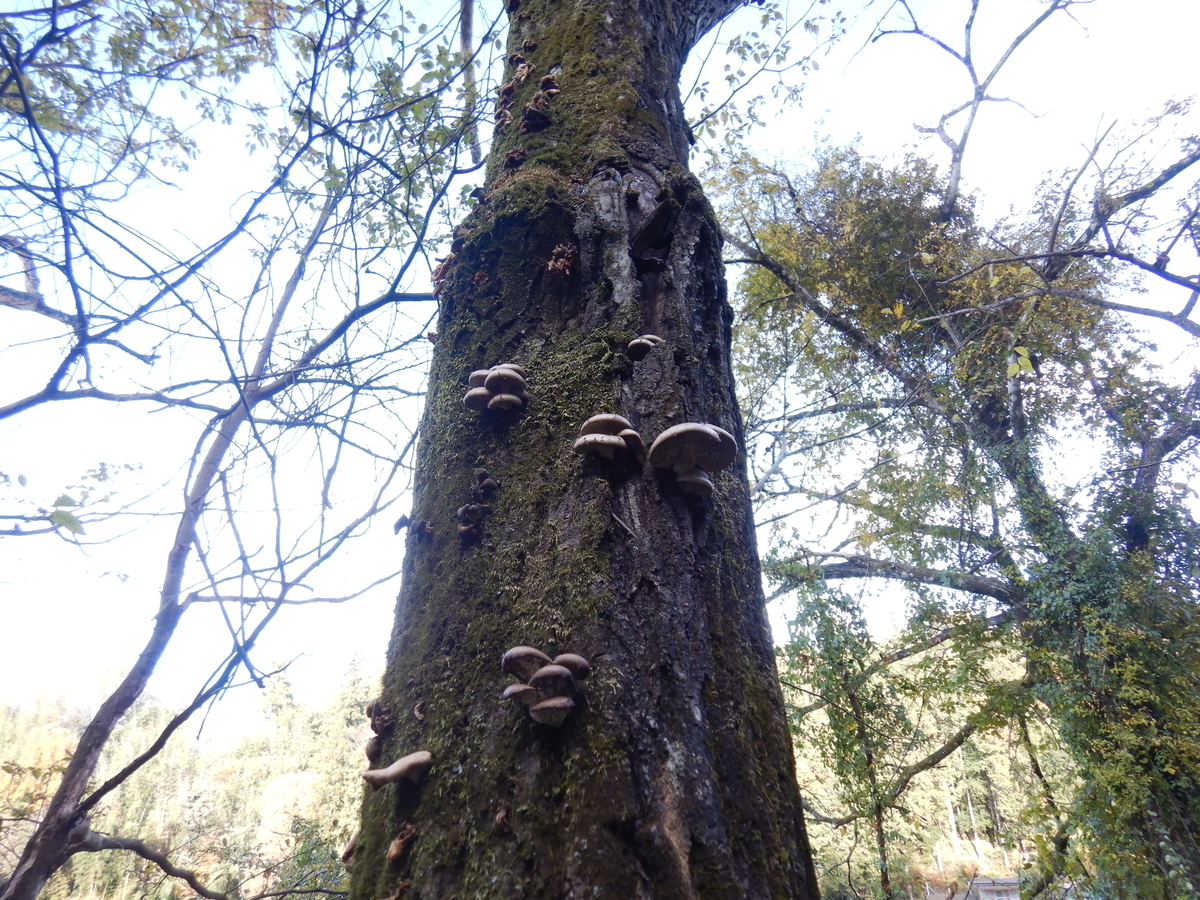 f:id:koxtupesama:20211123171619j:plain