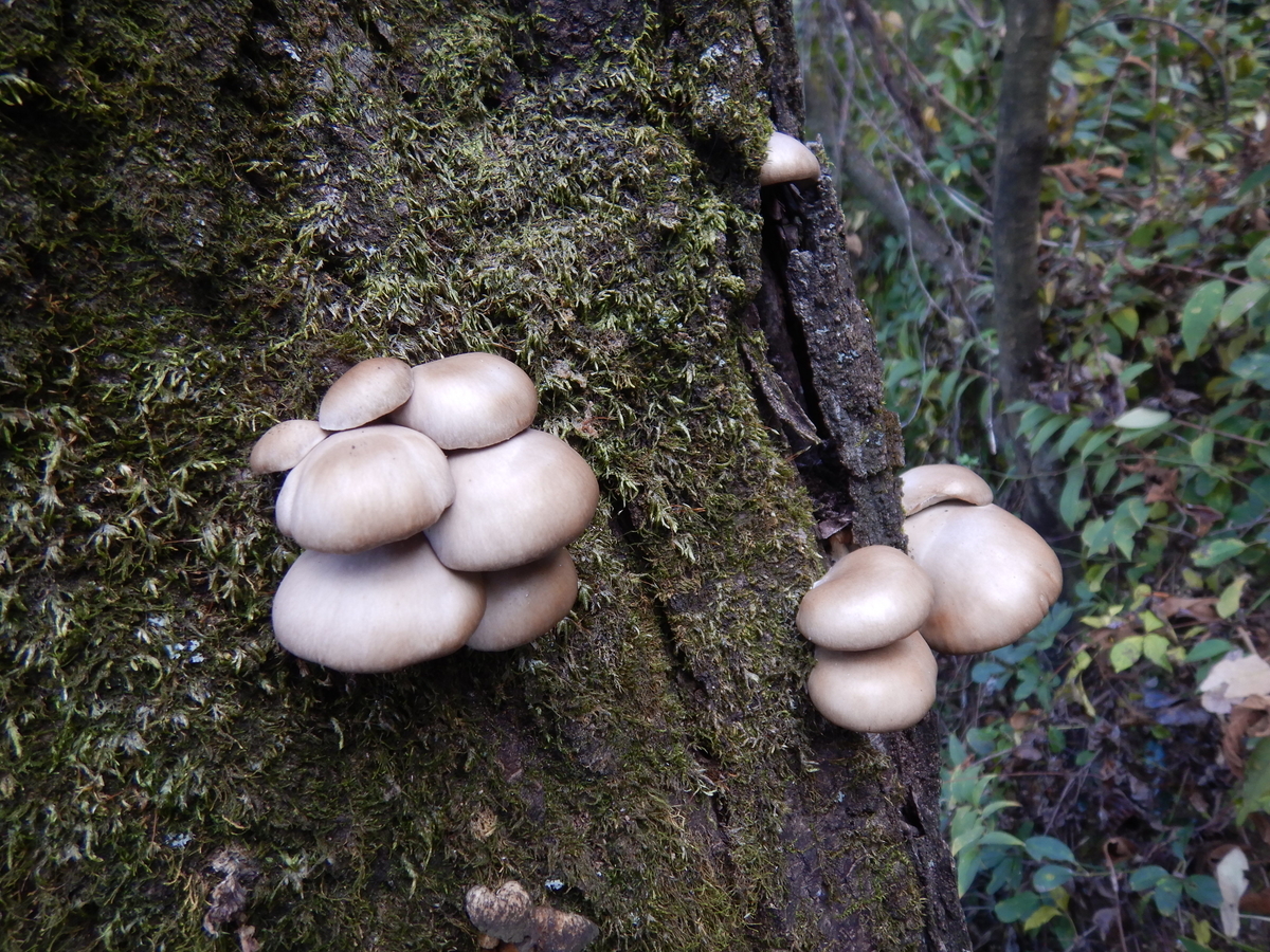 f:id:koxtupesama:20211123171621j:plain