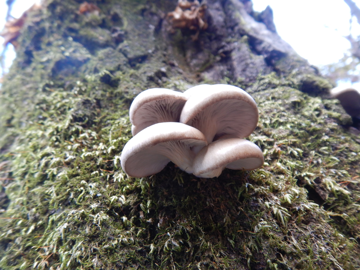 f:id:koxtupesama:20211123171624j:plain