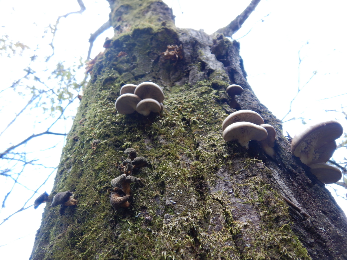 f:id:koxtupesama:20211123171627j:plain