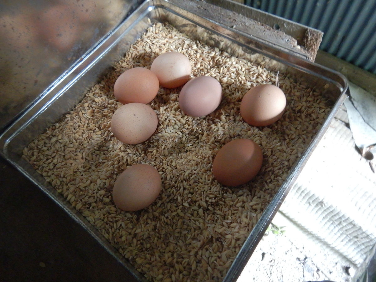 f:id:koxtupesama:20211123181937j:plain