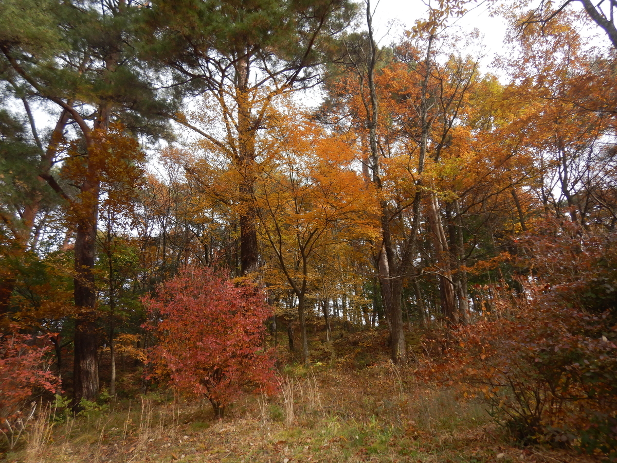 f:id:koxtupesama:20211123183654j:plain