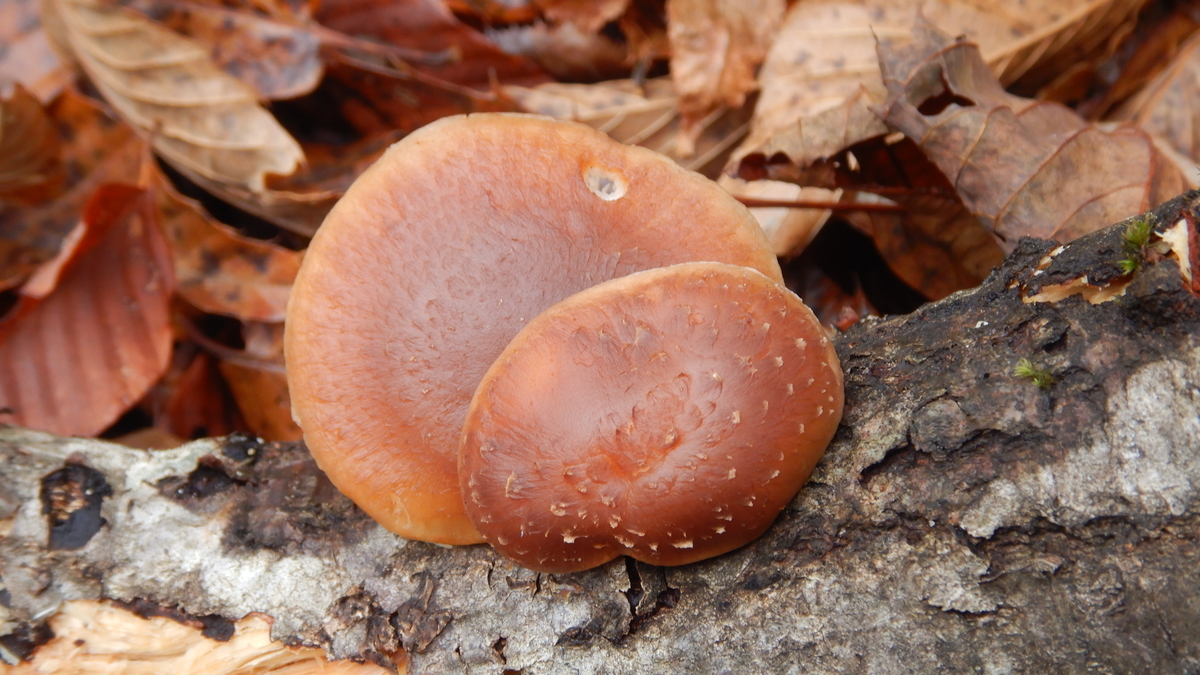 f:id:koxtupesama:20211123185646j:plain