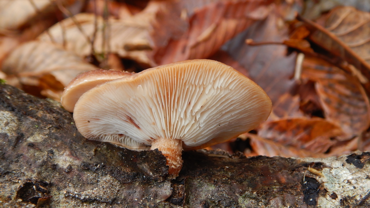 f:id:koxtupesama:20211123185650j:plain