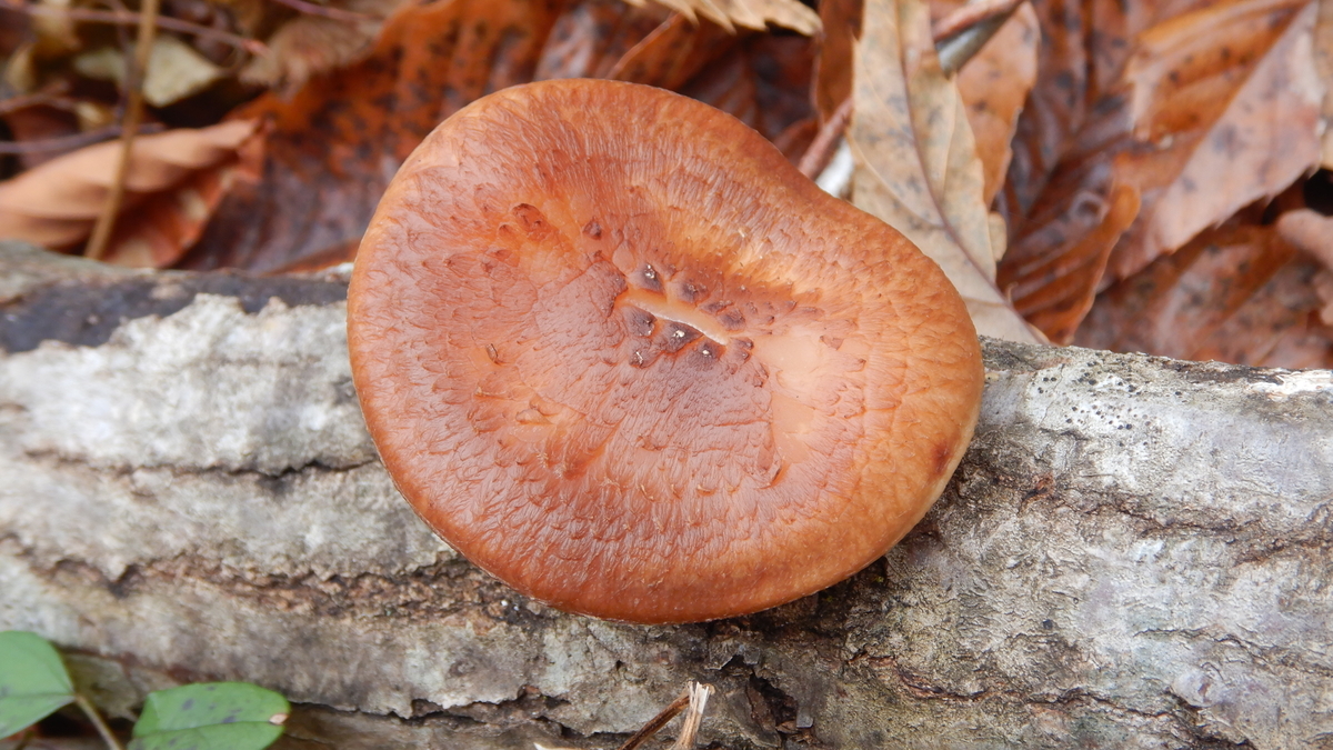 f:id:koxtupesama:20211123211846j:plain