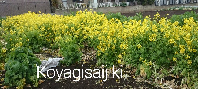 f:id:koyagi-saijiki:20170322145633j:image f:id:koyagi-saijiki:20170322145633j:image