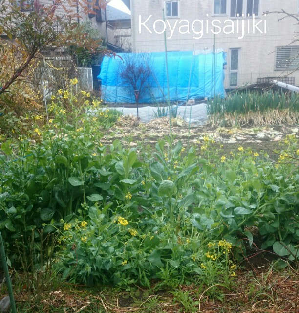f:id:koyagi-saijiki:20170327194421j:image f:id:koyagi-saijiki:20170327194421j:image