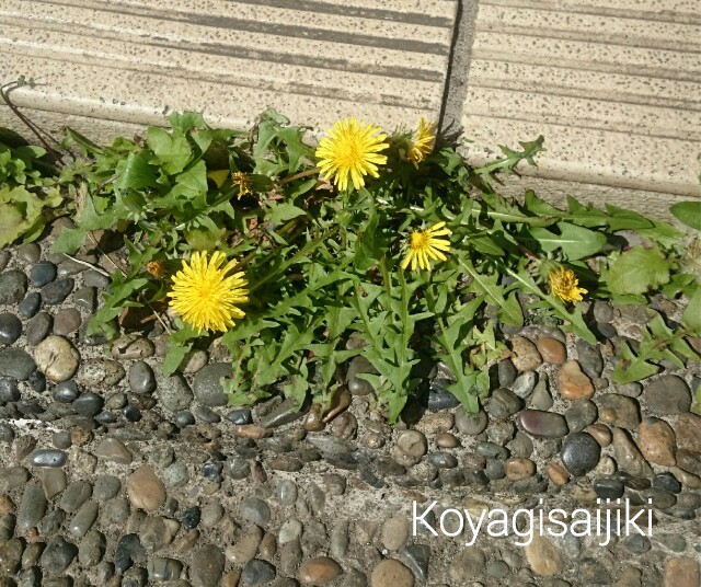 f:id:koyagi-saijiki:20170416191312j:image f:id:koyagi-saijiki:20170416191312j:image