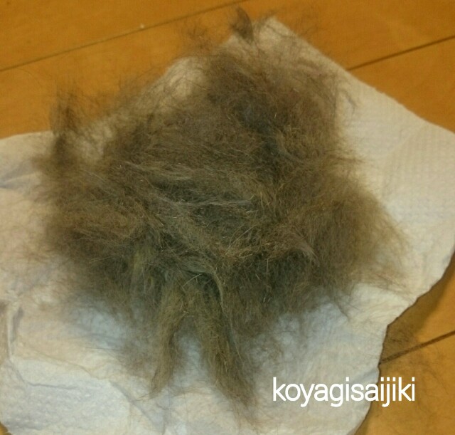 f:id:koyagi-saijiki:20170514225741j:image f:id:koyagi-saijiki:20170514225741j:image