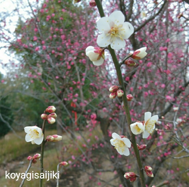 f:id:koyagi-saijiki:20180119181759j:image f:id:koyagi-saijiki:20180119181759j:image