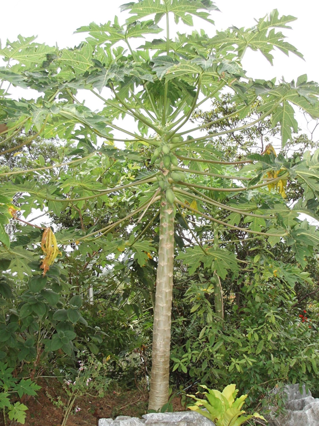 ネパ ルの樹木と花 第21回目 パパイヤの木 Koyaken4852のブログ ネパ ルの樹木と花 第21回目 パパイヤの木 Koyaken4852のブログ