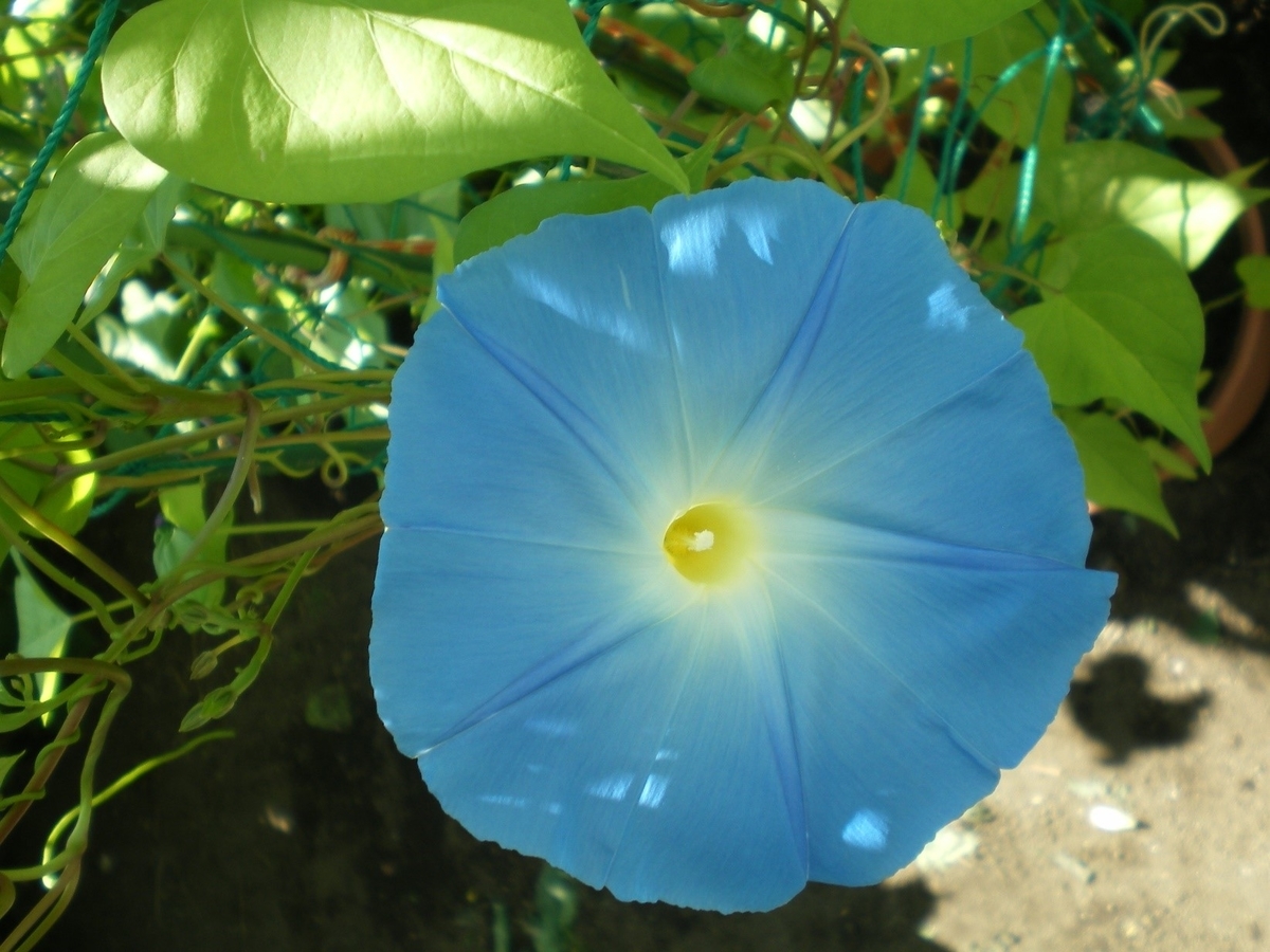 あさがお開花 Koyaken4852のブログ