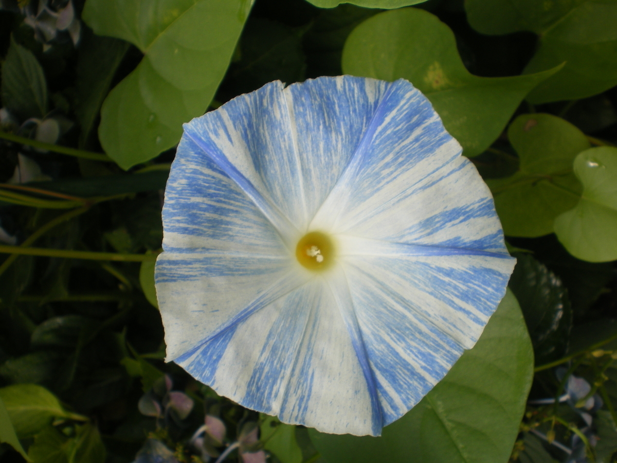 我が家の西洋あさがおが三種類開花 Koyaken4852のブログ