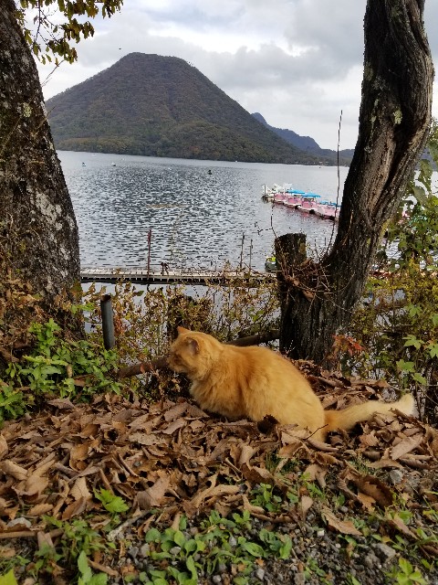 f:id:koyoikaze:20240919124401j:image