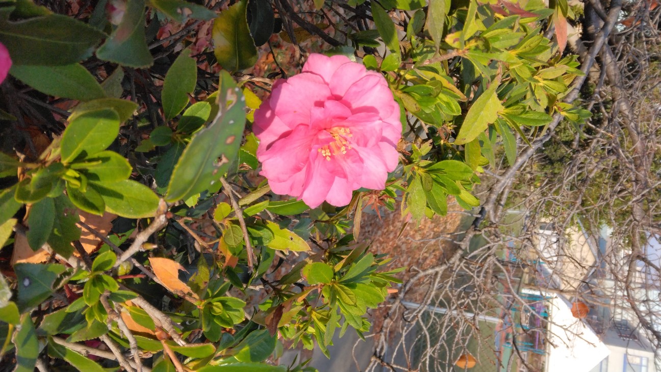 今年最後のお稽古