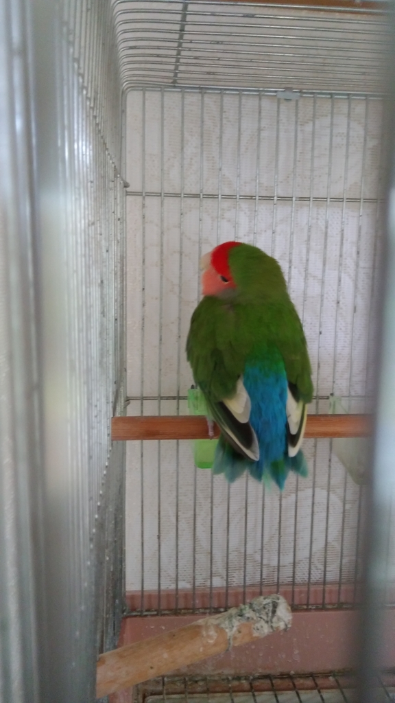 f:id:kozaku3:20170509214056j:plain f:id:kozaku3:20170509214056j:plain