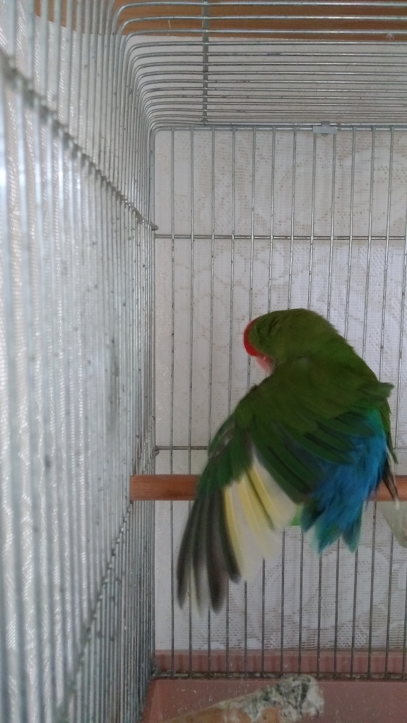 f:id:kozaku3:20170509214825j:plain f:id:kozaku3:20170509214825j:plain