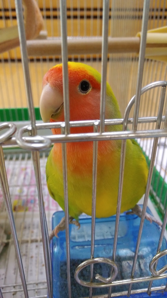 f:id:kozaku3:20170509215115j:plain f:id:kozaku3:20170509215115j:plain