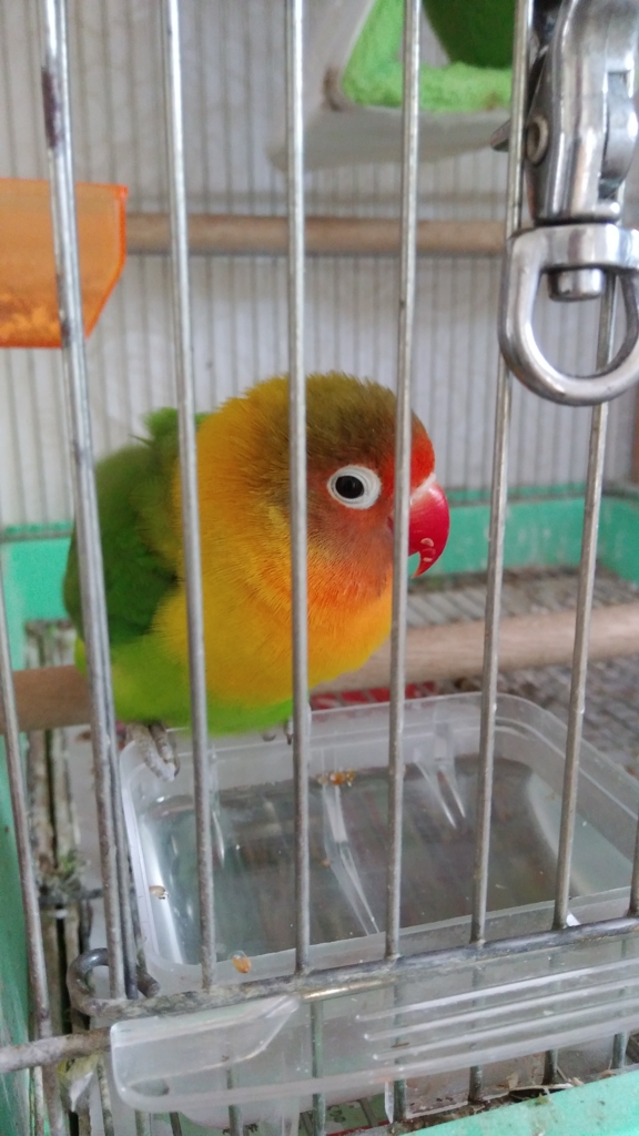 f:id:kozaku3:20170509215226j:plain f:id:kozaku3:20170509215226j:plain