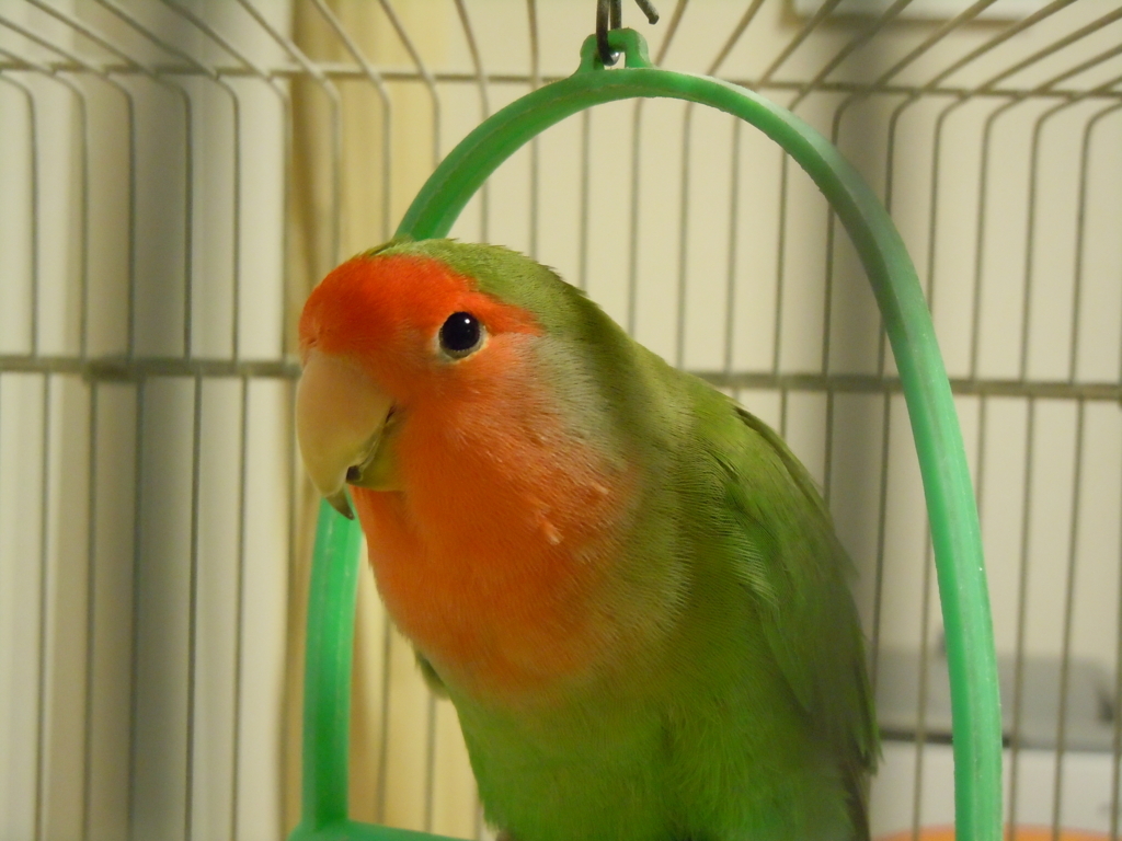 f:id:kozaku3:20180311134246j:plain f:id:kozaku3:20180311134246j:plain