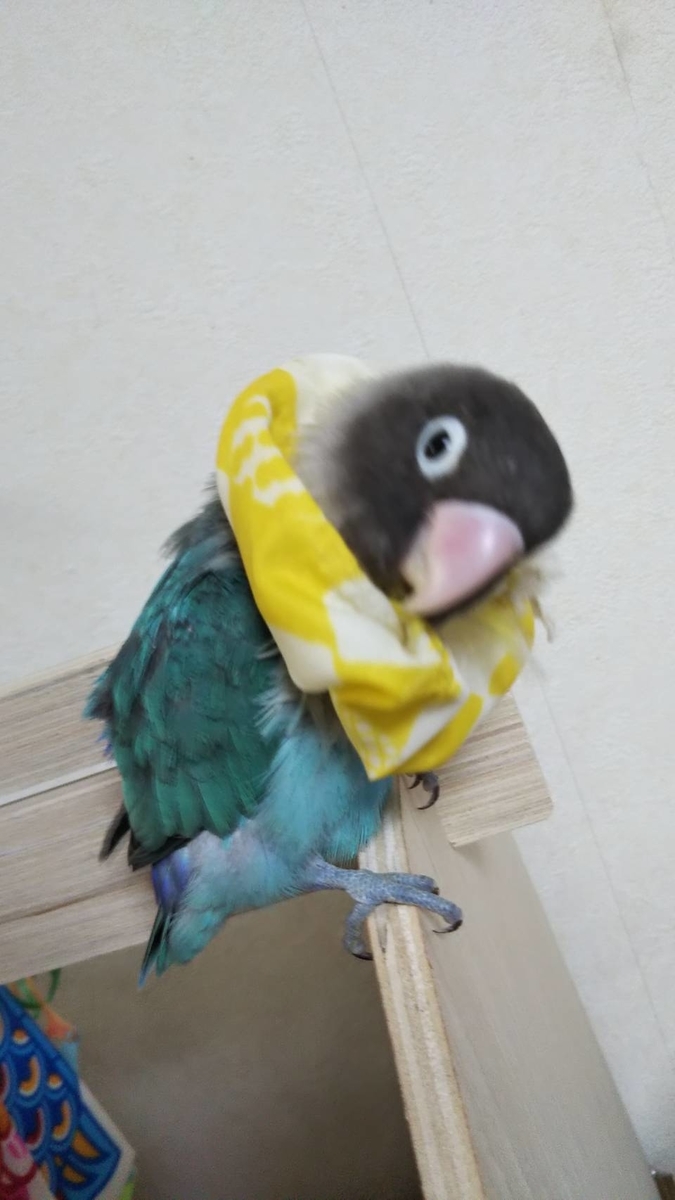 f:id:kozaku_ranran:20210511155744j:plain