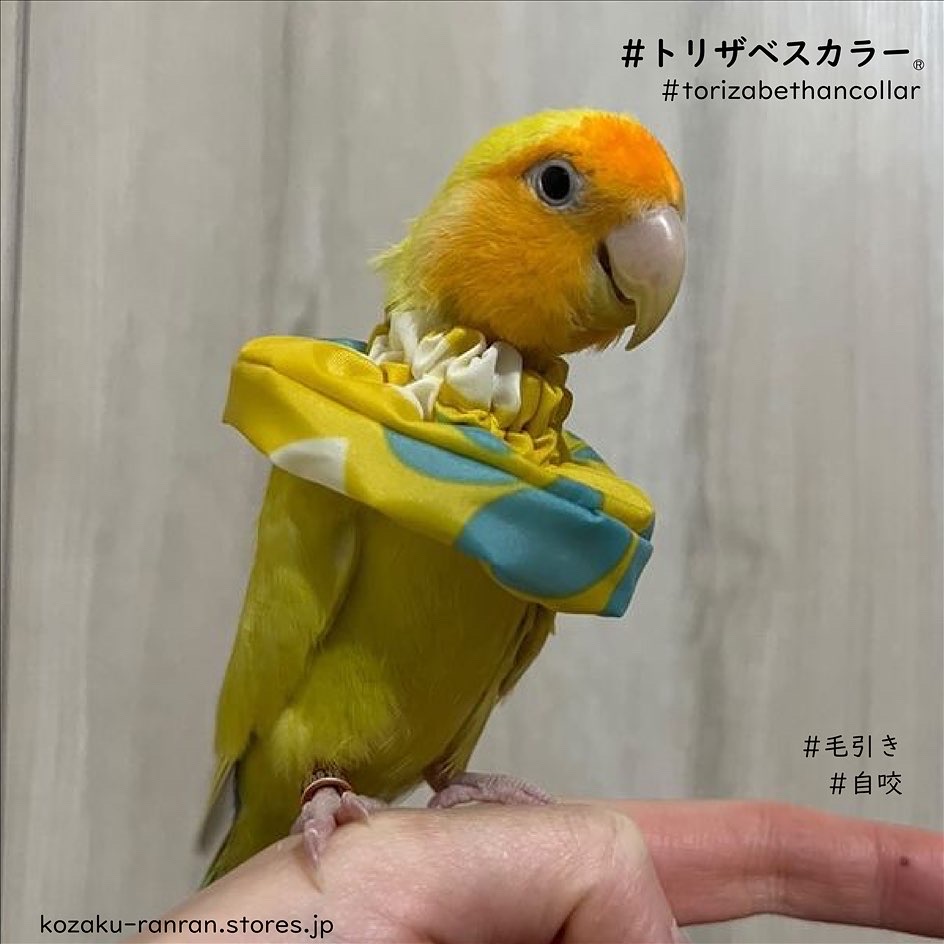 🦜トリザベスカラー 使用例 - ☆コザクランラン☆ のブログ