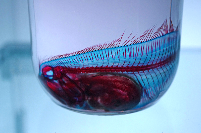 f:id:kozakurado:20170909173958j:plain f:id:kozakurado:20170909173958j:plain