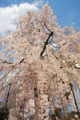 [大野寺][桜]