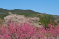 [又兵衛桜][桜]