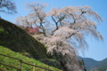 [又兵衛桜][桜]