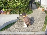 f:id:kozaru:20090106225300j:image