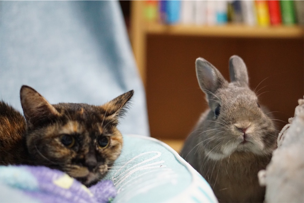 うさぎちゃん　ねこちゃん うさぎ猫に襲われた 猫ちゃんorうさぎちゃん 猫 うさぎ 一緒に