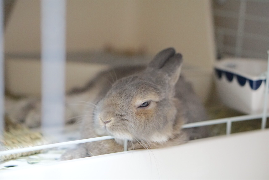 うさぎの換毛期 うちでのこづち