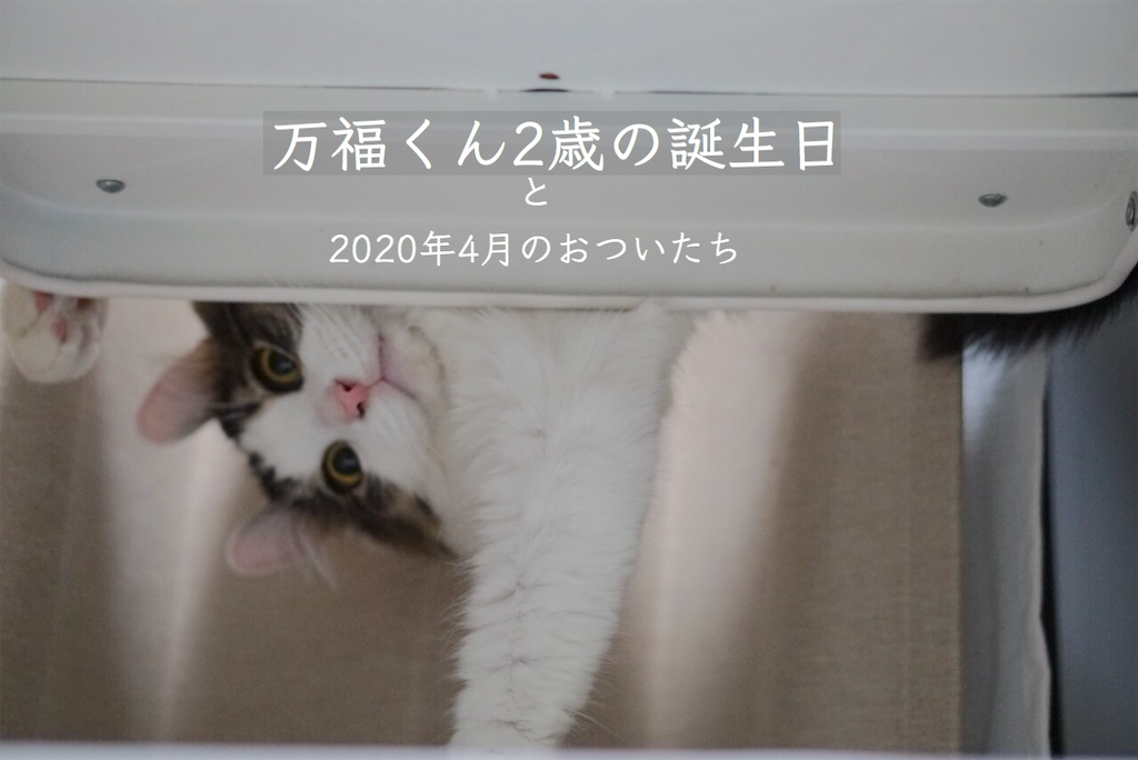 f:id:kozchi:20200401180538p:image