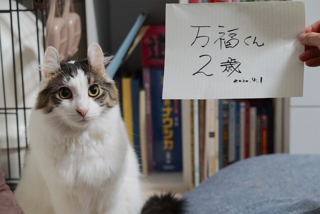 f:id:kozchi:20200401205557p:image