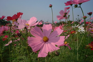 f:id:kozokotani:20061103140040j:image