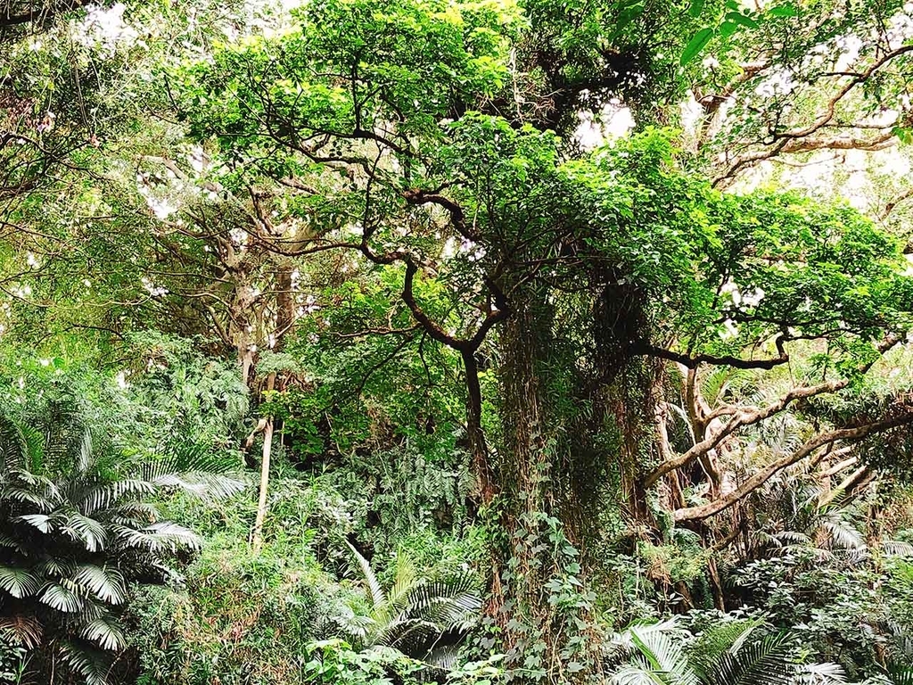【沖縄】南城市ガンガラーの谷【適材適食】小園亜由美（管理栄養士・野菜ソムリエ上級プロ）