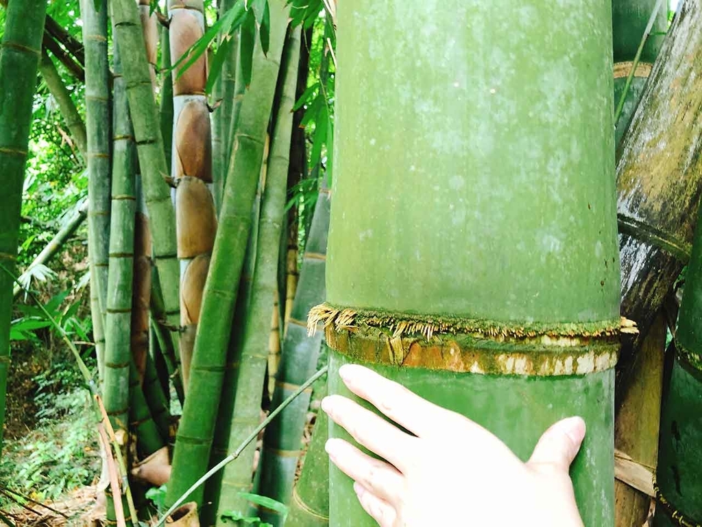 【沖縄】南城市ガンガラーの谷【適材適食】小園亜由美（管理栄養士・野菜ソムリエ上級プロ）