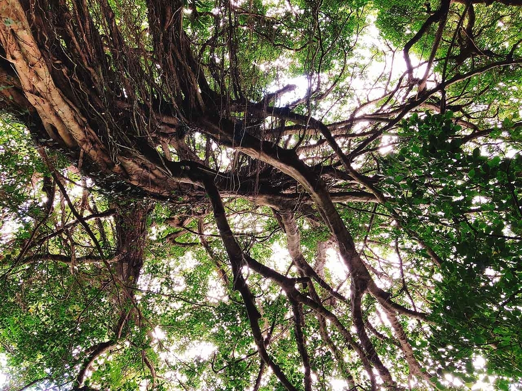 【沖縄】南城市ガンガラーの谷【適材適食】小園亜由美（管理栄養士・野菜ソムリエ上級プロ）