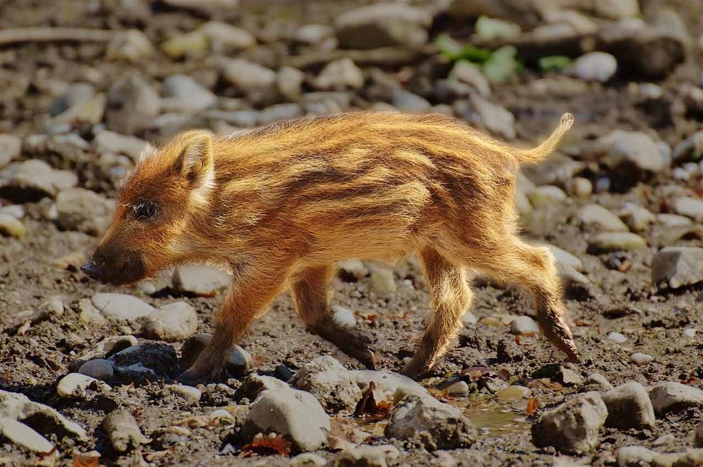 「カロリーが気になる人の年末年始攻略法」糖尿病や脂肪・カロリーが気になるすべての人へ管理栄養士が教える上手な過ごしかた【適材適食】小園亜由美（管理栄養士・野菜ソムリエ上級プロ）