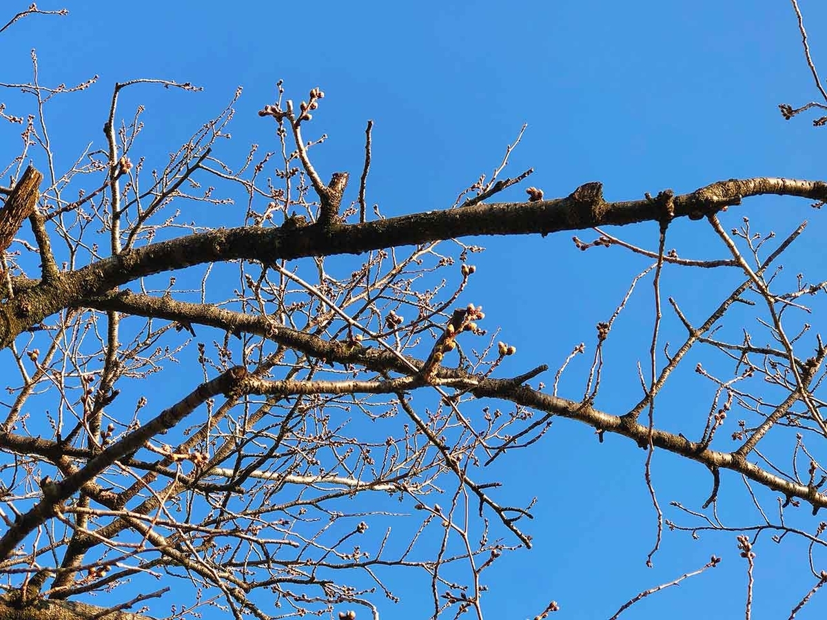「椿と桜と蒲公英 -冬から春へ-」2020年3月21日＠福岡・舞鶴公園【適材適食】小園亜由美（管理栄養士・野菜ソムリエ上級プロ）