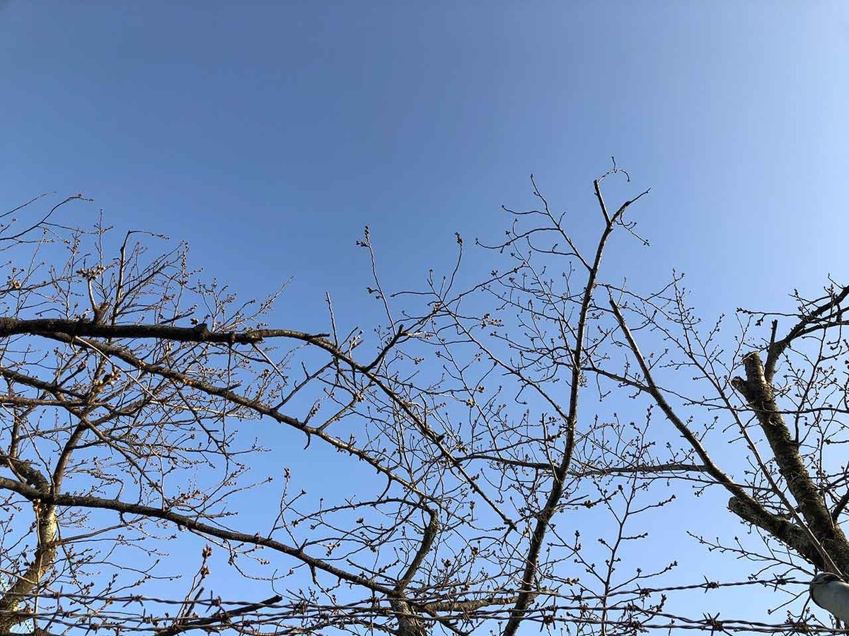 「椿と桜と蒲公英 -冬から春へ-」2020年3月21日＠福岡・舞鶴公園【適材適食】小園亜由美（管理栄養士・野菜ソムリエ上級プロ）