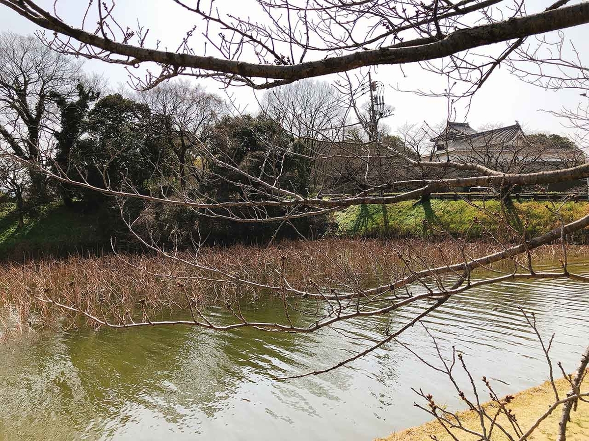 「椿と桜と蒲公英 -冬から春へ-」2020年3月21日＠福岡・舞鶴公園【適材適食】小園亜由美（管理栄養士・野菜ソムリエ上級プロ）