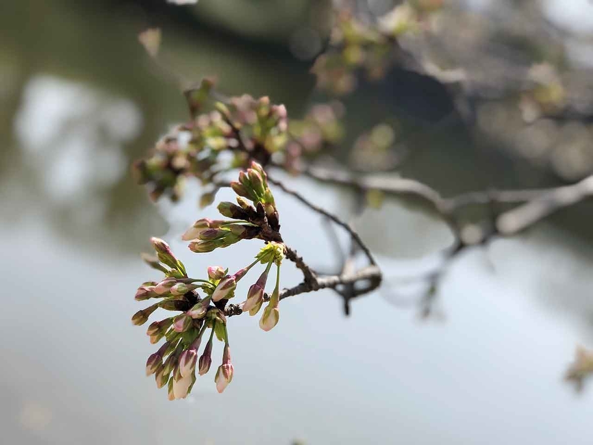 「椿と桜と蒲公英 -冬から春へ-」2020年3月21日＠福岡・舞鶴公園【適材適食】小園亜由美（管理栄養士・野菜ソムリエ上級プロ）