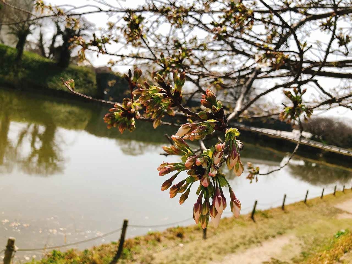 「椿と桜と蒲公英 -冬から春へ-」2020年3月21日＠福岡・舞鶴公園【適材適食】小園亜由美（管理栄養士・野菜ソムリエ上級プロ）
