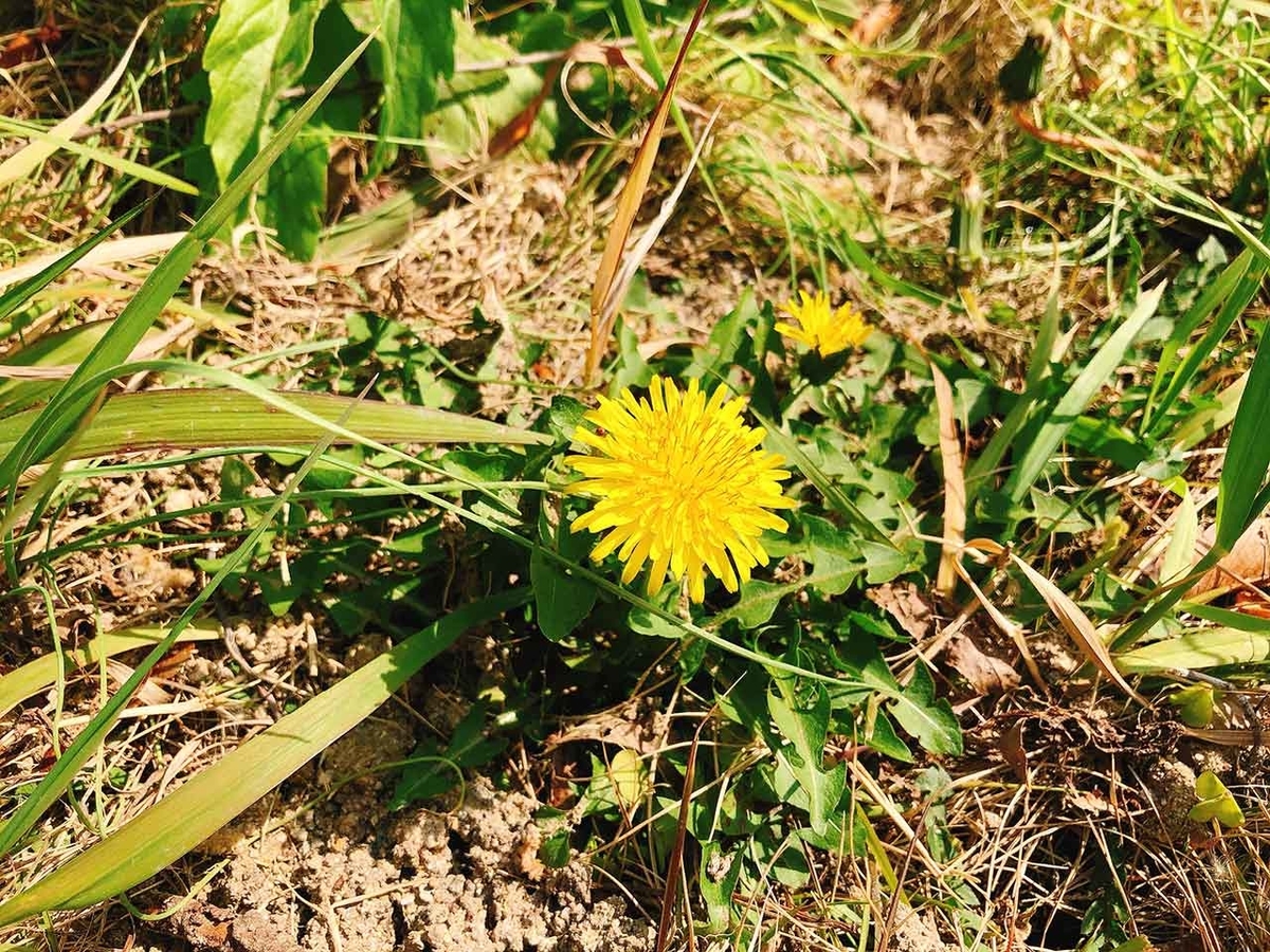 「椿と桜と蒲公英 -冬から春へ-」2020年3月21日＠福岡・舞鶴公園【適材適食】小園亜由美（管理栄養士・野菜ソムリエ上級プロ）