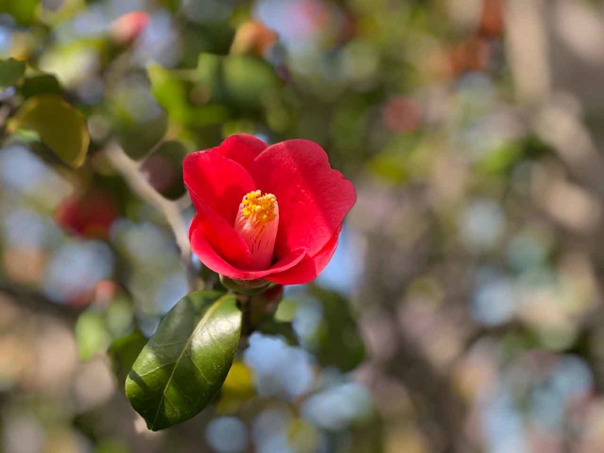 「椿と桜と蒲公英 -冬から春へ-」2020年3月21日＠福岡・舞鶴公園【適材適食】小園亜由美（管理栄養士・野菜ソムリエ上級プロ）