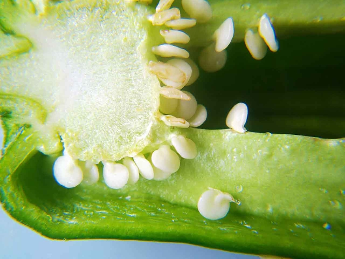 「旬の役菜 5月【ピーマン】」今が旬★　美味しくて＋栄養価が高くて＋安くて＝元気にしてくれる季節の野菜を紹介【適材適食】小園亜由美（管理栄養士・野菜ソムリエ上級プロ）
