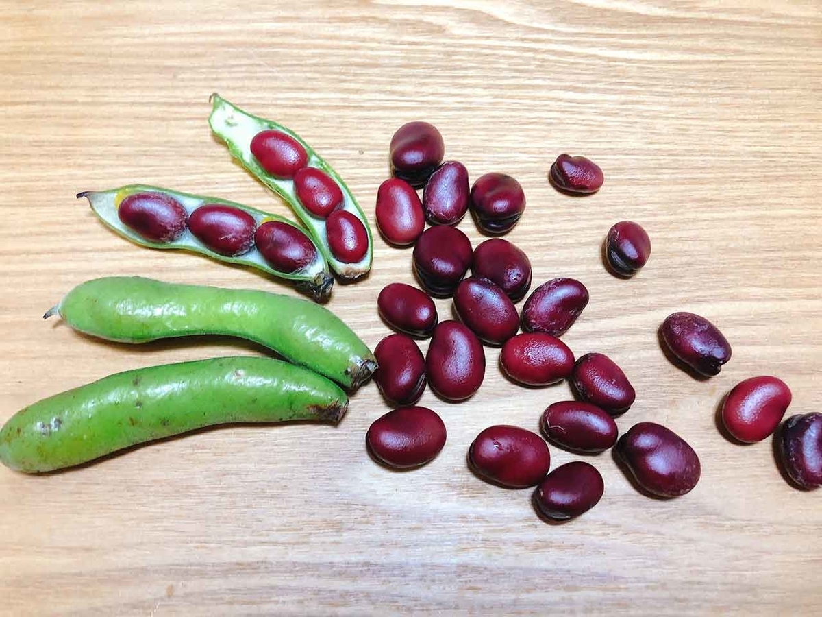「ソラマメだってたまには赤くなる」あまり見かけない『赤ソラマメ』を見つけた【適材適食】小園亜由美(管理栄養士・野菜ソムリエ上級プロ)
